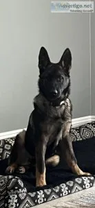 All black and sable puppies