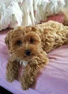 Tiny Toy Poodle Puppies - 3 year warranty