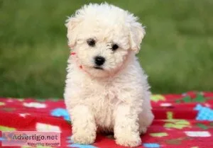 Bichon Frise x Toy Poodle Puppies Ready To Go Now