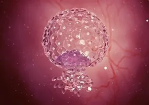Blastocyst culture and transfer