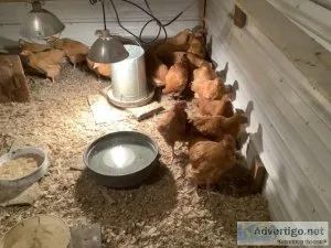Pullets