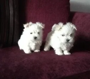 Maltese Puppies  Ready Now