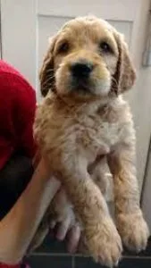 Petitetoy Golden Doodle F1BB puppies Goldendoodle