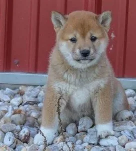 3 Shiba Inu Puppies