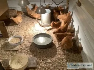 Pullets