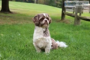 Tango Male Shihtzu