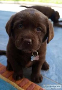 Chocolate lab puppies available NOW