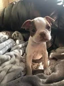 Beautiful Boston Terrier Puppies for sale 