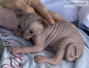 Sphynx kittens