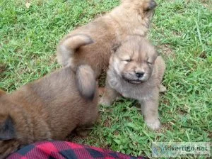 AKC Chow Chow puppies