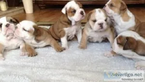 AKC LILAC FAWN MERLE MALE ENGLISH BULLDOG PUPPY READY NOW