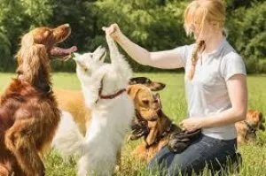5 Dog Training Guides