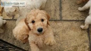 Labradoodle puppies
