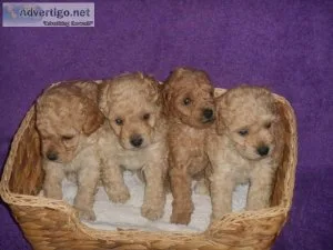 AKC Standard Poodle puppies for sale
