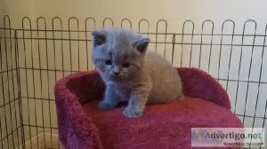 hermosos gatitos bsh gruesos