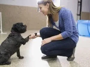 5 Dog Training Guides