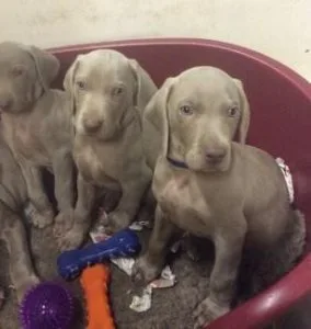 Gorgeous pure bred Weimaraner Puppies