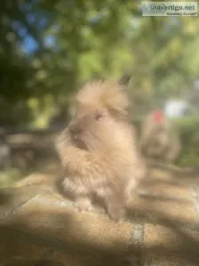 Lionhead baby bunnies for sale