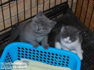 British Shorthairs Kittens