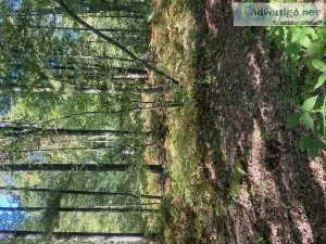 2.63 acres oak and pine good building site 9896460132