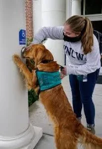 5 Dog Training Guides