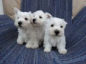West Highland White Terrier-Westie female puppy