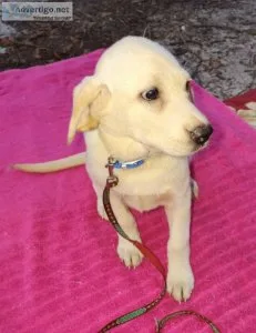 Labrador Retriever female puppy