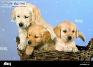 Gorgeous Golden Retrievers Ready to go 4 Year Heath Warranty