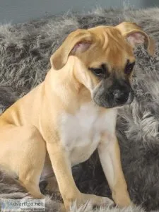 2 Female Boxer mix Puppies