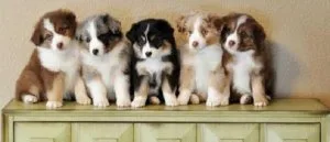 Australian shepherd puppies