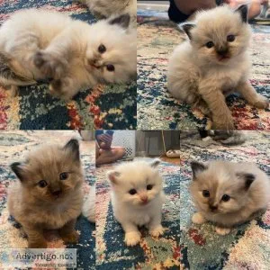 Ragdoll kittens