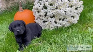 Labrador Retriever Puppies
