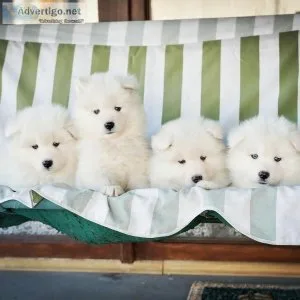 Samoyed Puppies For Adoption