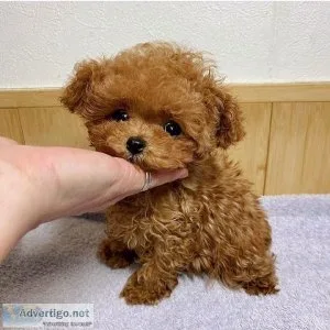 Miniature toy poodle