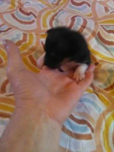 female chihuahua puppy