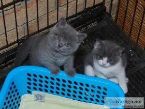 Gorgeous Chunky Bsh Kittens
