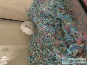 Gerbils