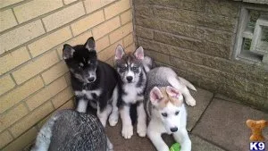 Akc registered Siberian husky puppies