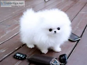 Adorable Pomeranian puppies