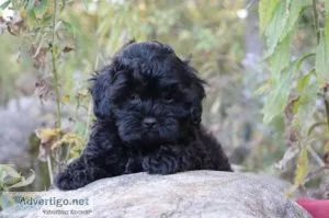 Apple Spice male Shihpoo