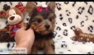 Celebrity Xmas male and female yorkie puppies pending new home