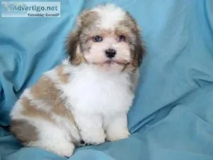 Havanese puppies available