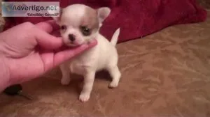 Oustanding Small Size Chihuahua Puppies