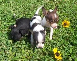 Charming Teacup Chihuahua Puppies Available