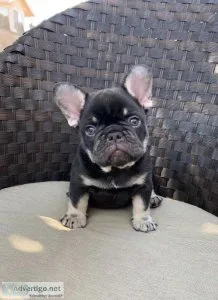 AKC FRENCH BULLDOG MALE CHOCOLATE AND TAN