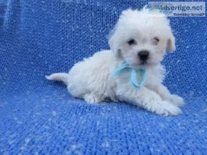 Schnau-Tzu Puppies