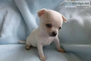 Longhaired Chihuahuas For Sell CKC Papered 400.00