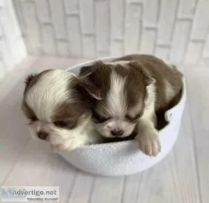 Mini Chihuahua Puppy