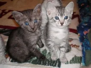 CFA Registered Egyptian Mau Kittens