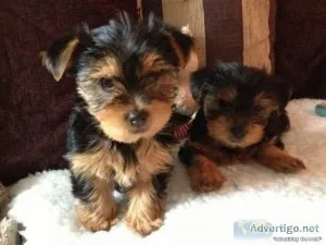 (XMAS)MALE AND FEMALE YORKIE PUPPIES FOR SALE
